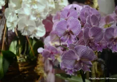 Special about the Manta Maori phalaenopsis of Anthura is the lip that is almost similar to the flower leaf.